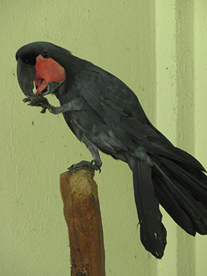 KL-Bird-Park-IMG_0997