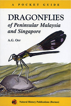 dragonflies-penimsular-malaysia-&-singapore