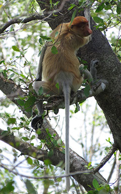 monkey-1813