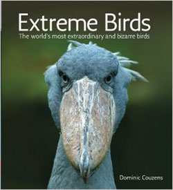 Extreme-Birds