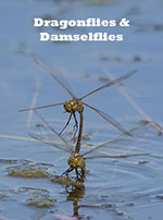 dragonflies-&-damselflies