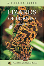 lizards-of-borneo