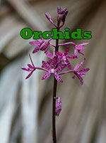 orchid-sm-15062